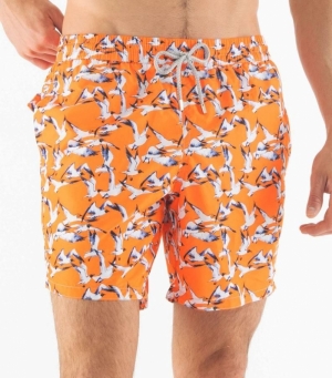 Meeuw  Orange